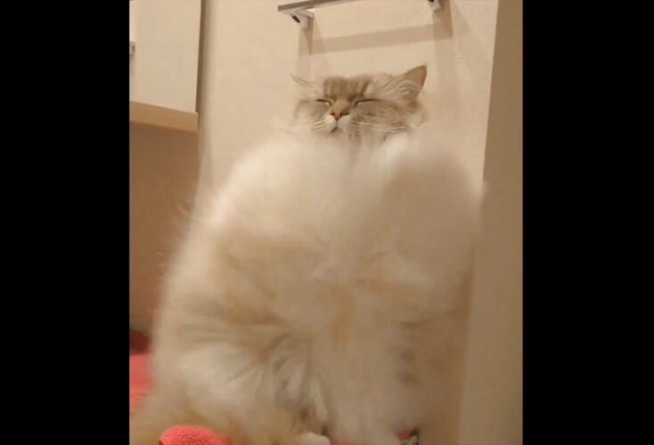 「猫界にドライヤー検定あったら、これは一級の貫禄だわね」健気にドライヤーの風を我慢する猫