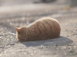 寝転がる茶トラ猫の姿が「お、美味しそうです」「お持ち帰りは可能でしょうか？」と話題に！その理由とは？？