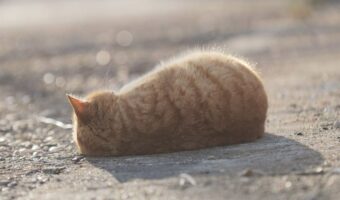 寝転がる茶トラ猫の姿が「お、美味しそうです」「お持ち帰りは可能でしょうか？」と話題に！その理由とは？？