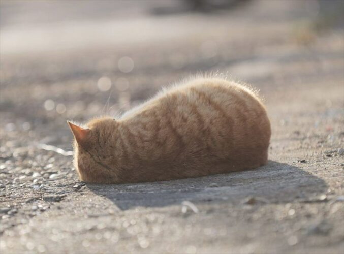 寝転がる茶トラ猫の姿が「お、美味しそうです」「お持ち帰りは可能でしょうか？」と話題に！その理由とは？？