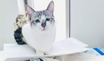 猫がプリントアウトのお手伝い!?そのかわいい様子に「押さえておくにゃ」「お手伝いえらい!」