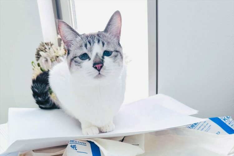猫がプリントアウトのお手伝い！？そのかわいい様子に「押さえておくにゃ」「お手伝いえらい！」