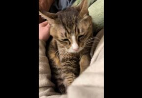 寝る前に毎日ふみふみ。マッサージしてくれるようになった猫の姿が「本当に優しいですね」と話題に