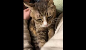 寝る前に毎日ふみふみ。マッサージしてくれるようになった猫の姿が「本当に優しいですね」と話題に