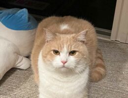 香箱座りする猫のおてての様子が「ハートみたい」「動物の可動域って不思議」と話題に