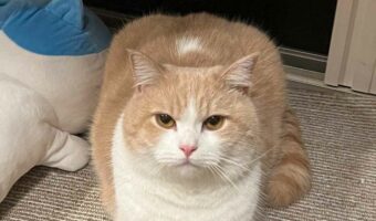 香箱座りする猫のおてての様子が「ハートみたい」「動物の可動域って不思議」と話題に