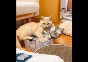 「自分の身体の大きさを自覚しようね」大好きなお姉ちゃんと一緒にいたい弟猫。その姿に反響！
