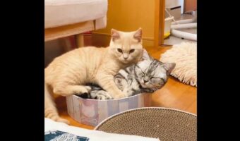 「自分の身体の大きさを自覚しようね」大好きなお姉ちゃんと一緒にいたい弟猫。その姿に反響!
