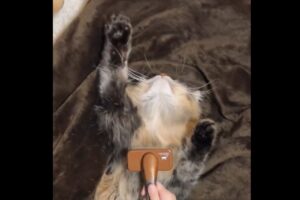 伸ばしたアンテナがたまにピコピコ・・ブラッシング中の猫の姿に「信頼して委ねてますね」