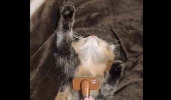 伸ばしたアンテナがたまにピコピコ・・ブラッシング中の猫の姿に「信頼して委ねてますね」