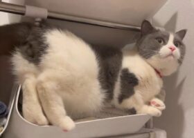 タオルいっぱいのカゴに強引に入ってドヤ顔している猫。その様子に「どうしてもカゴに入りたいのね」「満足げなお顔」