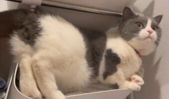 タオルいっぱいのカゴに強引に入ってドヤ顔している猫。その様子に「どうしてもカゴに入りたいのね」「満足げなお顔」