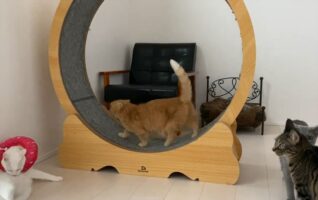 猫たちが思い思いに過ごす週末の様子にほっこり。キャットホイールが気に入っている子もいれば、のんびりくつろいでいる子もいます