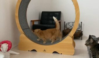 猫たちが思い思いに過ごす週末の様子にほっこり。キャットホイールが気に入っている子もいれば、のんびりくつろいでいる子もいます
