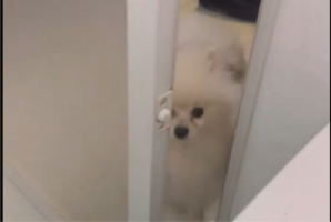 なぜか焦るポメラニアン。その理由とは・・「動きもたまらんくかわいいです」「こんな子なら、ストーカーされたい」