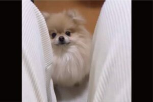 愛犬が怒りのアタック！？ポメラニアンが突進してきた理由が愛らしすぎる！！