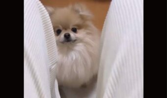 愛犬が怒りのアタック!?ポメラニアンが突進してきた理由が愛らしすぎる!!