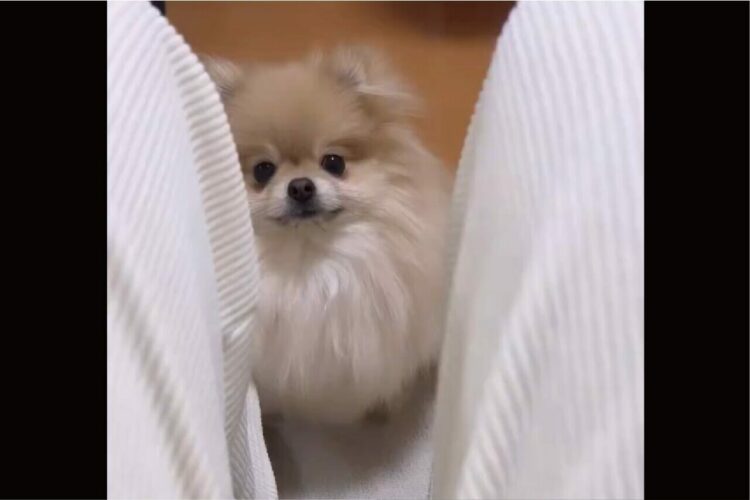 愛犬が怒りのアタック！？ポメラニアンが突進してきた理由が愛らしすぎる！！