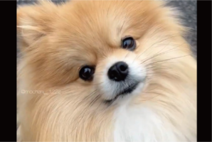左右に首をかしげるポメラニアンがかわいすぎる！「かわいい～」「ズキューンと癒されました」