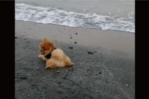 そこはまだ海じゃないよ！？手足をスイスイ動かすポメラニアン・・だけどそこはまだビーチ！？【海外・動画】