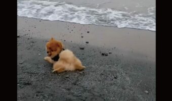 そこはまだ海じゃないよ！？手足をスイスイ動かすポメラニアン・・だけどそこはまだビーチ！？【海外・動画】