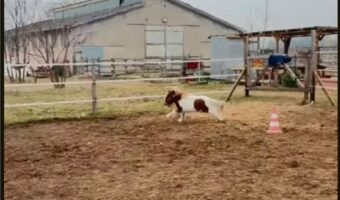 ポニーが走る！元気に駆ける！！だけど勢いがつきすぎて・・【海外・動画】