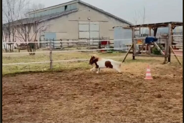 ポニーが走る！元気に駆ける！！だけど勢いがつきすぎて・・【海外・動画】