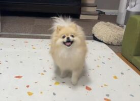 フリスビーの練習を朝からするポメラニアン！上手にキャッチできて「すごい！ナイスキャッチ」「楽しそうで最高にかわいい」