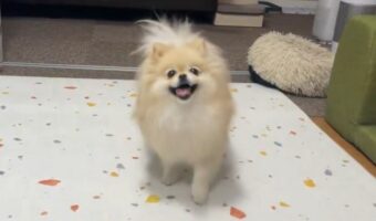 フリスビーの練習を朝からするポメラニアン！上手にキャッチできて「すごい！ナイスキャッチ」「楽しそうで最高にかわいい」