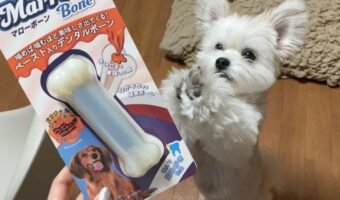 愛犬が新しいオモチャを見た時のリアクションがかわいすぎると話題に「遊びたい気持ちが伝わってきますね」「かわいすぎます」