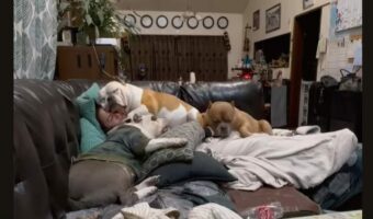 子犬たちと一緒にお昼寝！？だけどこの状況だと・・眠れなさそう