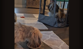 ペットサークルごと移動してきた子犬。食事を終えたばかりですが・・、もっと食べたい!?【アメリカ・動画】