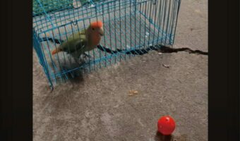 外にあるボールで遊びたいインコ。自分でケージを開けて見事にゲット!!【海外・動画】