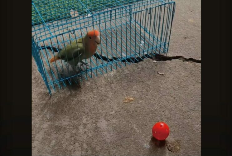 外にあるボールで遊びたいインコ。自分でケージを開けて見事にゲット！！【海外・動画】