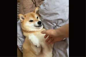 何度試してもやんわり拒否。おててを握らせてくれない柴犬に反響