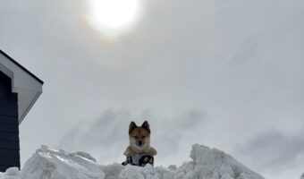 除雪車が家の前に雪を置いていき雪山状態に・・。絶望の状況と気持ちを払拭してくれた頂に立つ愛犬の姿が話題に!!