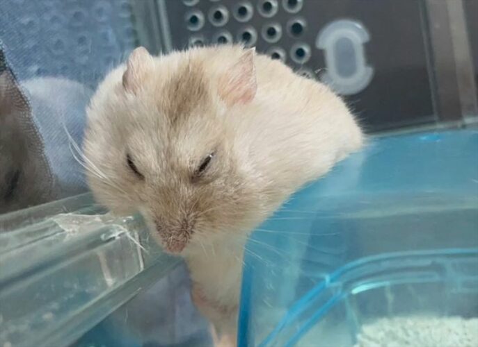 ハムスターが寝始めた場所にビックリ！「寝づらくないのかな？」「寝ながら鍛えてますね」