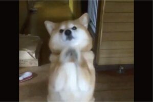お出迎えがかわいすぎる柴犬の姿に反響！「抱き上げてあげたくなる」「おててとお腹のモフモフがたまらん」