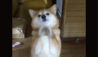 お出迎えがかわいすぎる柴犬の姿に反響!「抱き上げてあげたくなる」「おててとお腹のモフモフがたまらん」