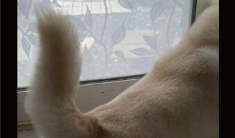しっぽがブンブン。柴犬が大喜びしている理由に「飼い主さんを大好きなんだなぁ」「可愛すぎる」