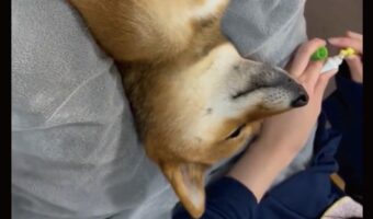 ごろんと寝転がり歯磨きしてもらえるのを待つ柴犬がかわいすぎる！「お利口ですね」「目を閉じて待ってるんですね」