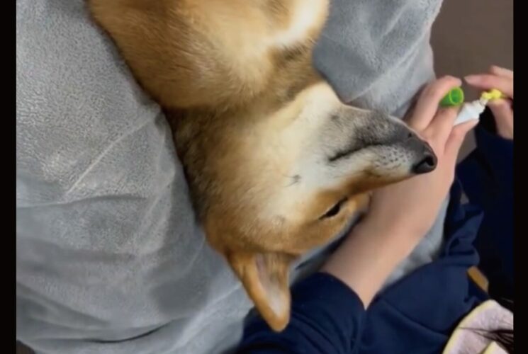 ごろんと寝転がり歯磨きしてもらえるのを待つ柴犬がかわいすぎる！「お利口ですね」「目を閉じて待ってるんですね」
