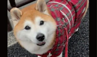 雨が降る中、いつも写真を撮ってる場所で足を止めようとしてくれた優しい柴犬。「場所がちゃんとわかってるのね」「優しい眼をしてる」