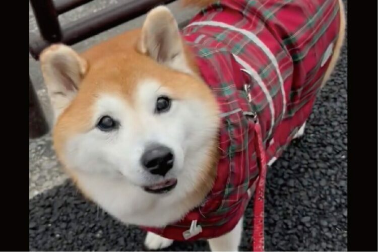 雨が降る中、いつも写真を撮ってる場所で足を止めようとしてくれた優しい柴犬。「場所がちゃんとわかってるのね」「優しい眼をしてる」