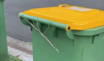 ゴミ箱に枝が引っかかってる？いや、これは・・昆虫だ！！【海外・動画】