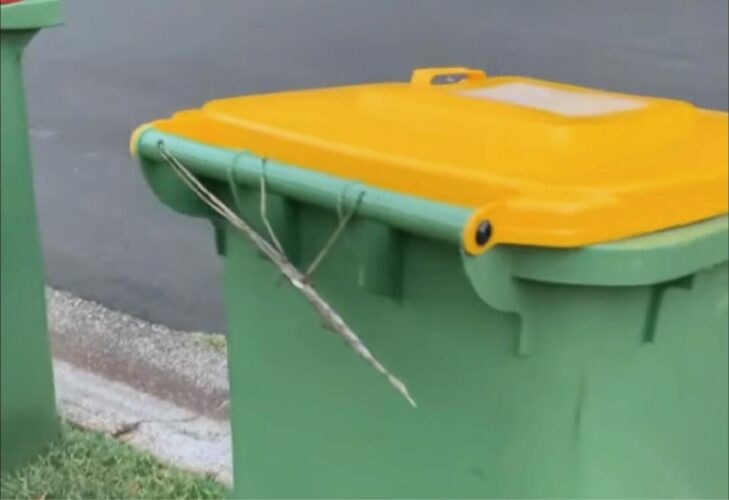 ゴミ箱に枝が引っかかってる？いや、これは・・昆虫だ！！【海外・動画】