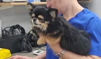 病院で歯の治療を終えたチワワ。放心状態のこの子はだっこされたままを泳いでる？！【アメリカ・動画】