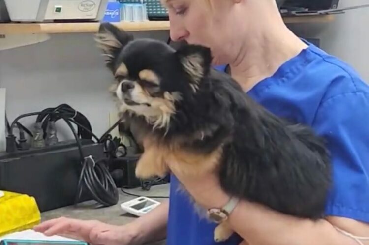 病院で歯の治療を終えたチワワ。放心状態のこの子はだっこされたままを泳いでる？！【アメリカ・動画】