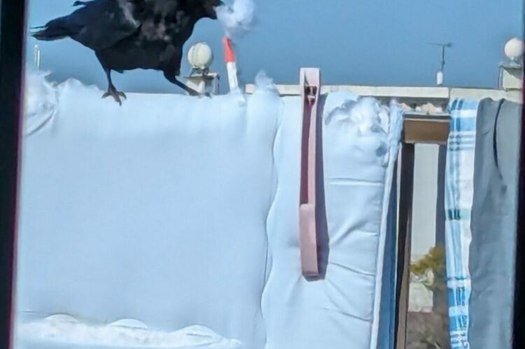 天気のいい日に布団を干していたらボロボロになった！？よく見るとカラスが・・！！