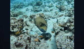 タコVSゴマモンガラ！？タコスミにたじろがない魚・・その白熱の戦いの行方は【海外・動画】